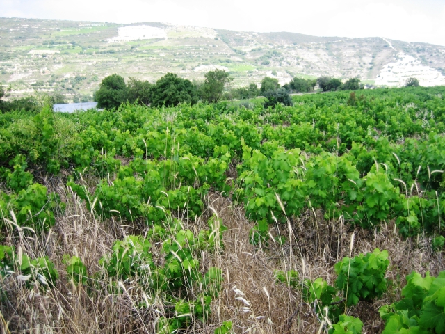 Plot of land in Omodos-Limassol